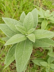 Aldama buddlejiformis