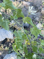 Polystemma cordifolium