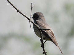 Pyrocephalus rubinus