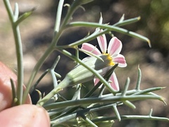 Nicolletia trifida