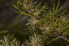 Hakea lissocarpha