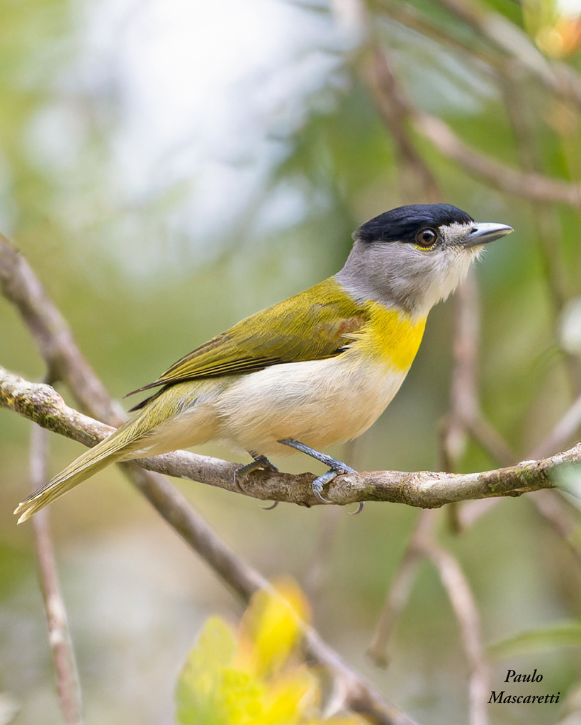 Green-backed Becard photo