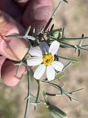 Nicolletia trifida