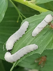 Phymatocera aterrima