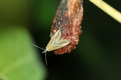 Hypena lividalis