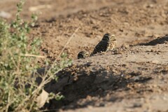 Athene cunicularia hypugaea