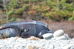 Dermochelys coriacea