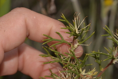 Hakea lissocarpha