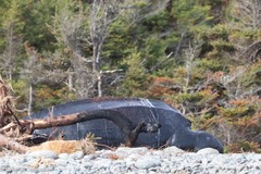 Dermochelys coriacea