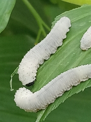 Phymatocera aterrima