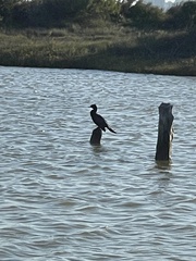Phalacrocorax