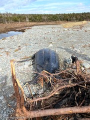 Dermochelys coriacea