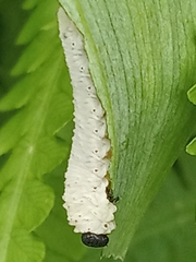 Phymatocera aterrima