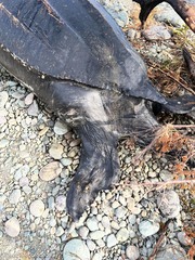 Dermochelys coriacea