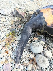 Dermochelys coriacea