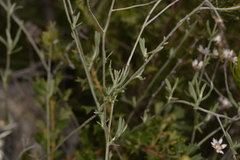 Pithocarpa pulchella