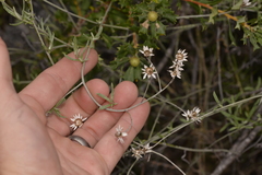 Pithocarpa pulchella