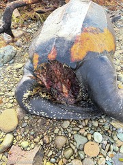 Dermochelys coriacea