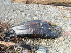 Dermochelys coriacea