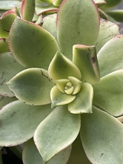 Aeonium