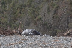 Dermochelys coriacea
