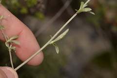 Pithocarpa pulchella