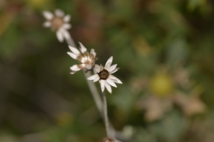Pithocarpa pulchella