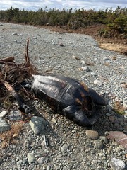 Dermochelys coriacea