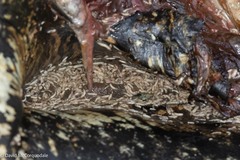 Dermochelys coriacea