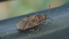 Arocatus melanocephalus