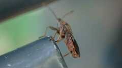 Arocatus melanocephalus