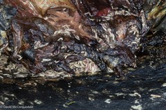 Dermochelys coriacea