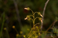 Drosera macrantha