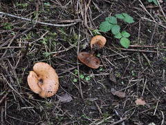 Lactarius rubrilacteus