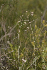 Pithocarpa pulchella