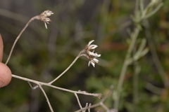 Pithocarpa pulchella