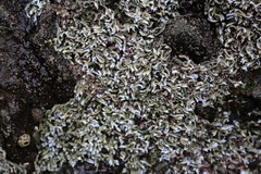 Spirobranchus cariniferus