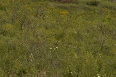 Phylidonyris niger