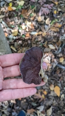 Auricularia polytricha