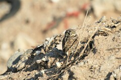 Athene cunicularia hypugaea