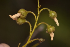 Drosera macrantha