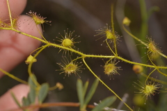 Drosera macrantha