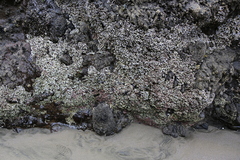 Spirobranchus cariniferus