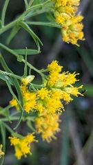 Euthamia graminifolia