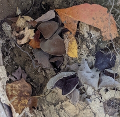 Auricularia polytricha