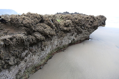 Spirobranchus cariniferus