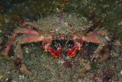 Maja brachydactyla
