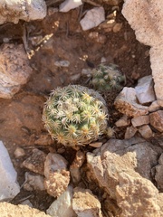 Pediocactus bradyi