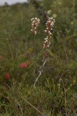 Lysinema