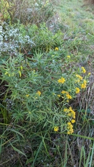 Euthamia graminifolia